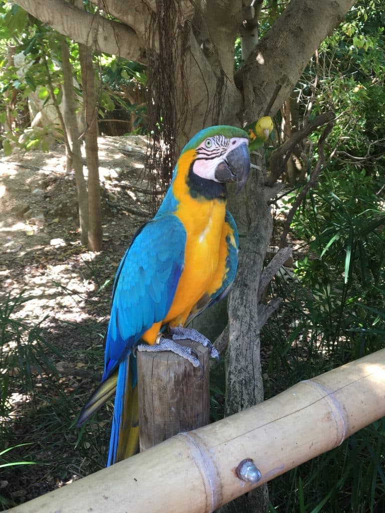 Guacamayos en terra natura benidorm