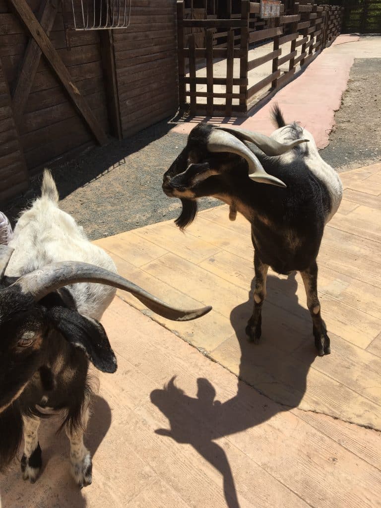 Cabras y animales de granja en terra natura benidorm