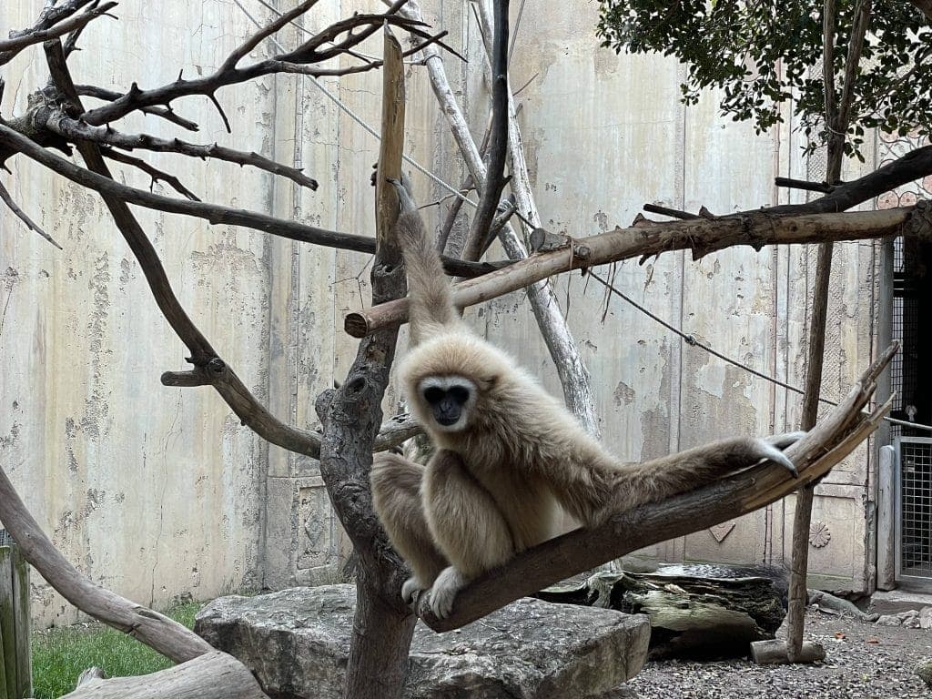 Gibones de manos blancas en terra natura benidorm