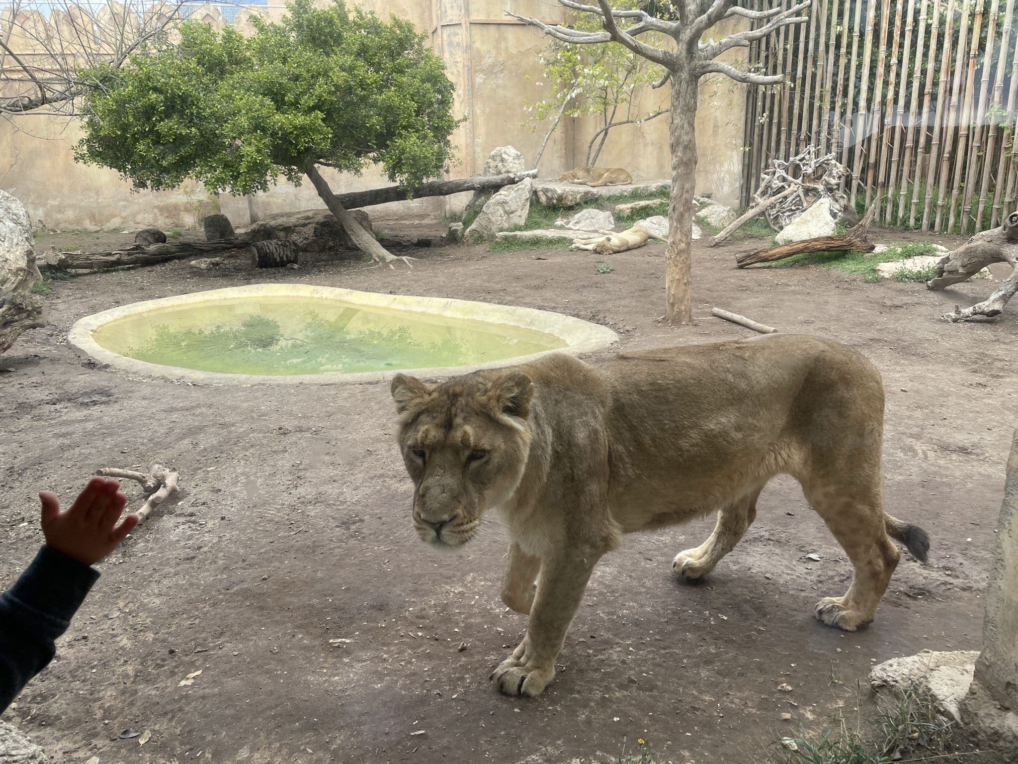 Løver og tigre på Terra Natura, Benidorm