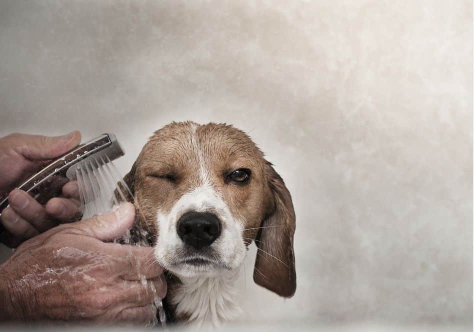 Steps to follow for your dog's shower