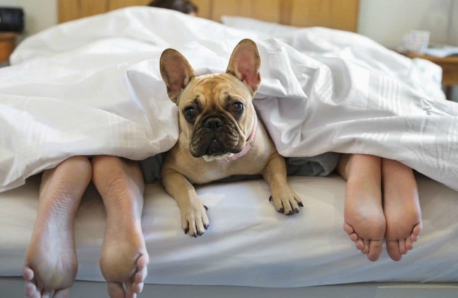 Perro durmiendo en bungalow