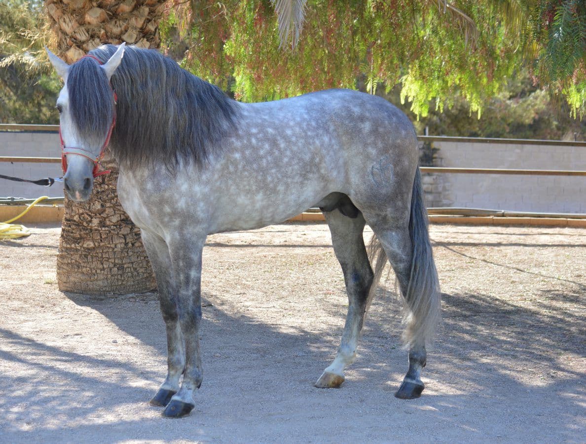 Paseo a caballo en benidorm, por sierra helada