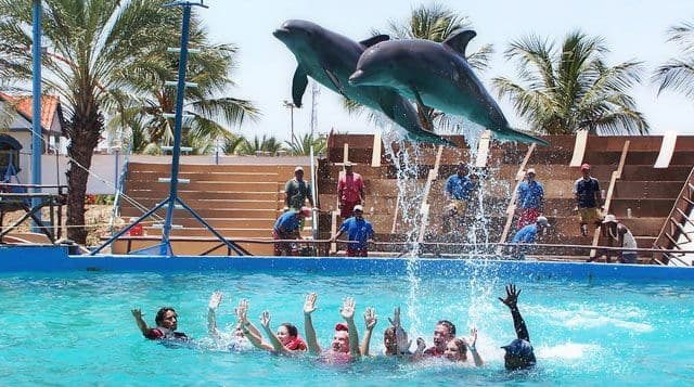 Dauphins bondissant devant des visiteurs à Mundomar