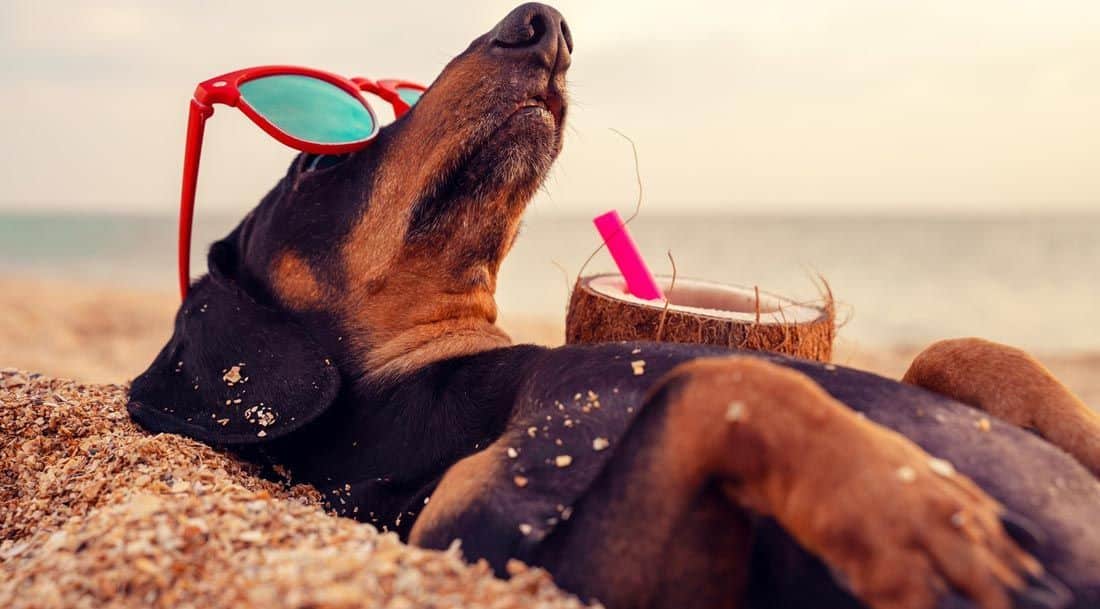 Vacaciones con perro en un camping