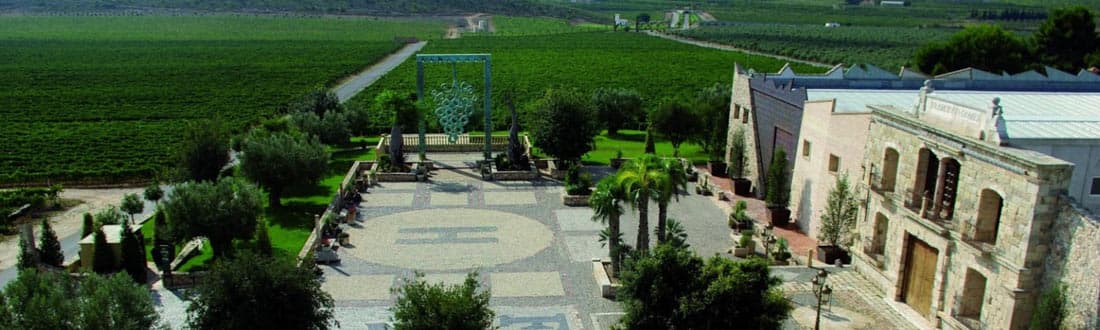 Vineyards of a winery in alicante, from the francisco gómez family