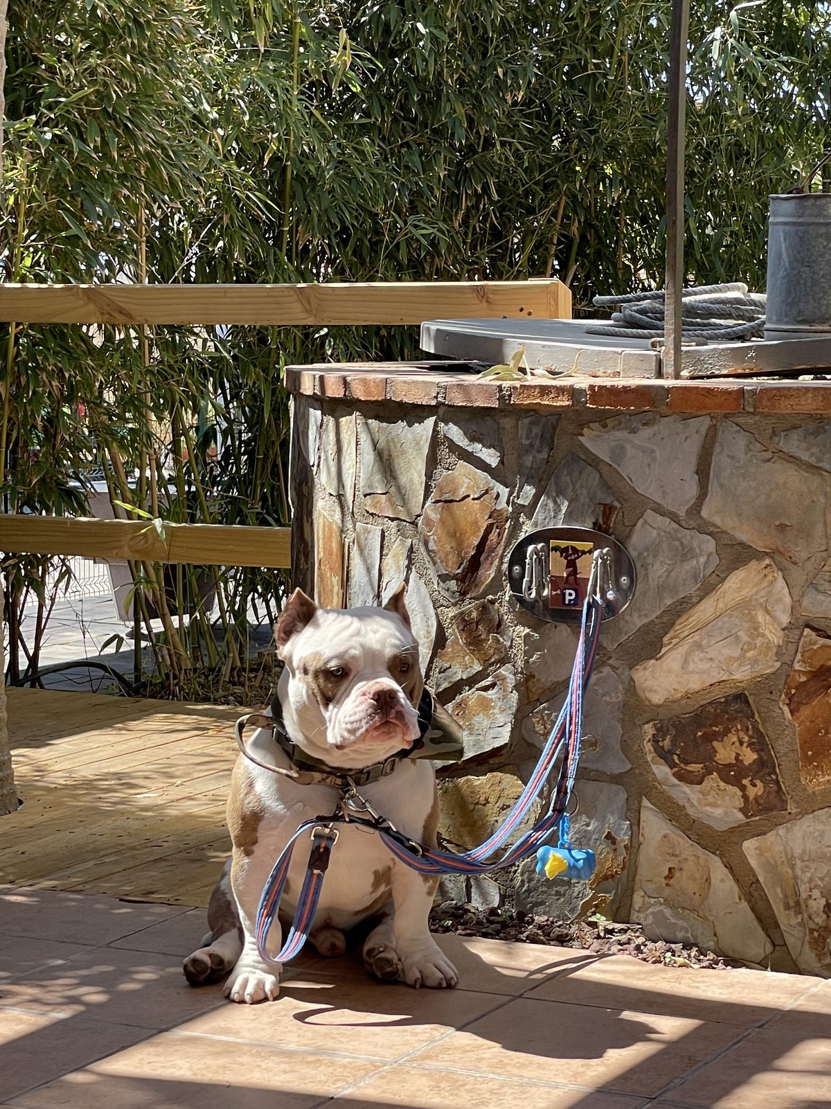 Zona de parking de mascotas