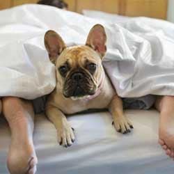 Home Camping que admite perro