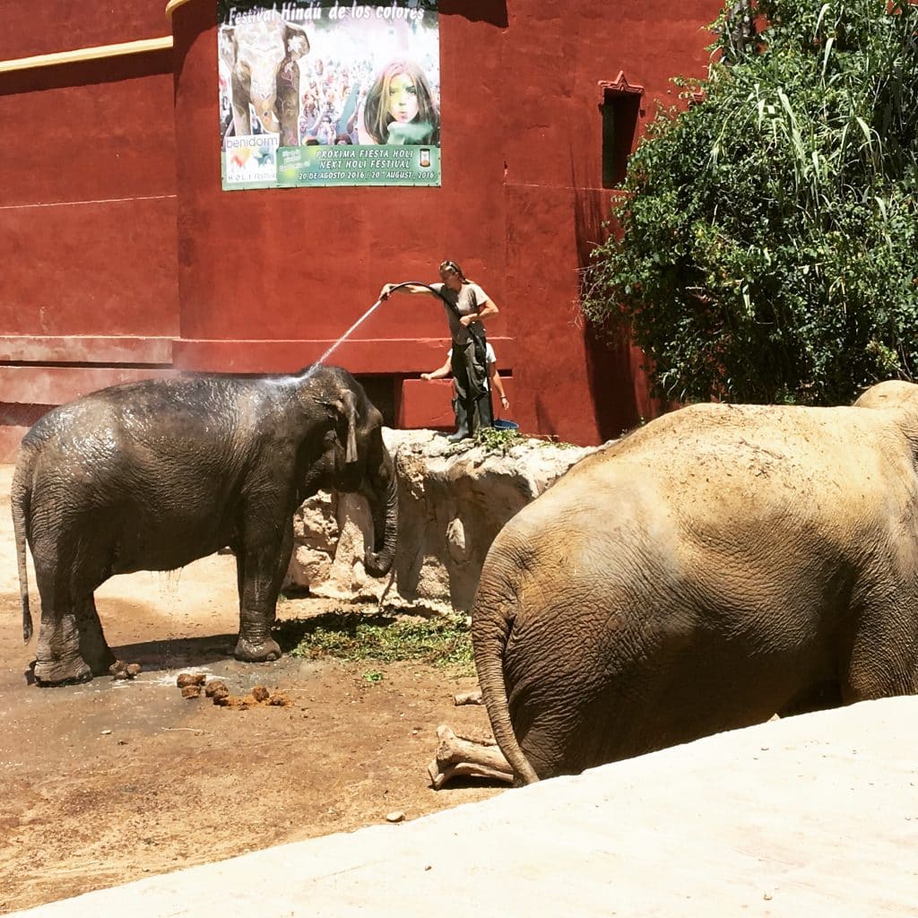 Elefantes siendo bañados y alimentados en terra natura benidorm