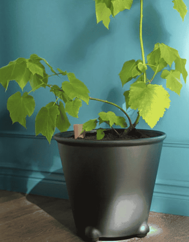 Cómo Regar Las Plantas En Vacaciones Maceta feko ps de ikea