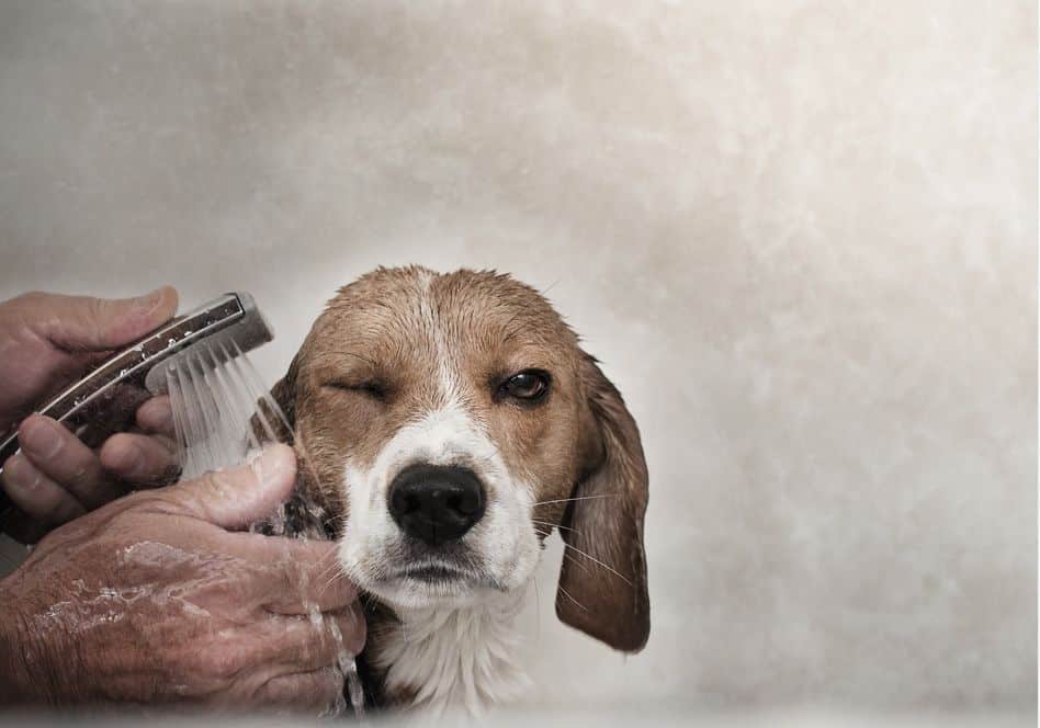 Passi da seguire per la doccia del vostro cane
