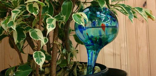 Comment Arroser Les Plantes En Vacances Arrosage des bulbes pour plantes