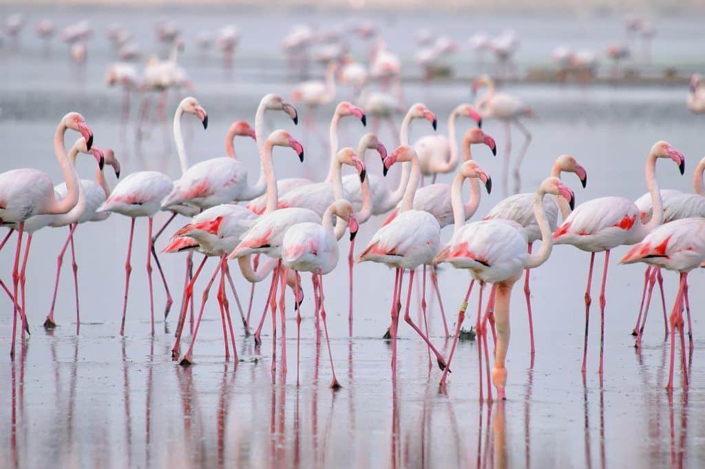 Die Rosa Lagune Von Torrevieja Wird Sie Begeistern Rosa flamingos in der lagune von torrevieja