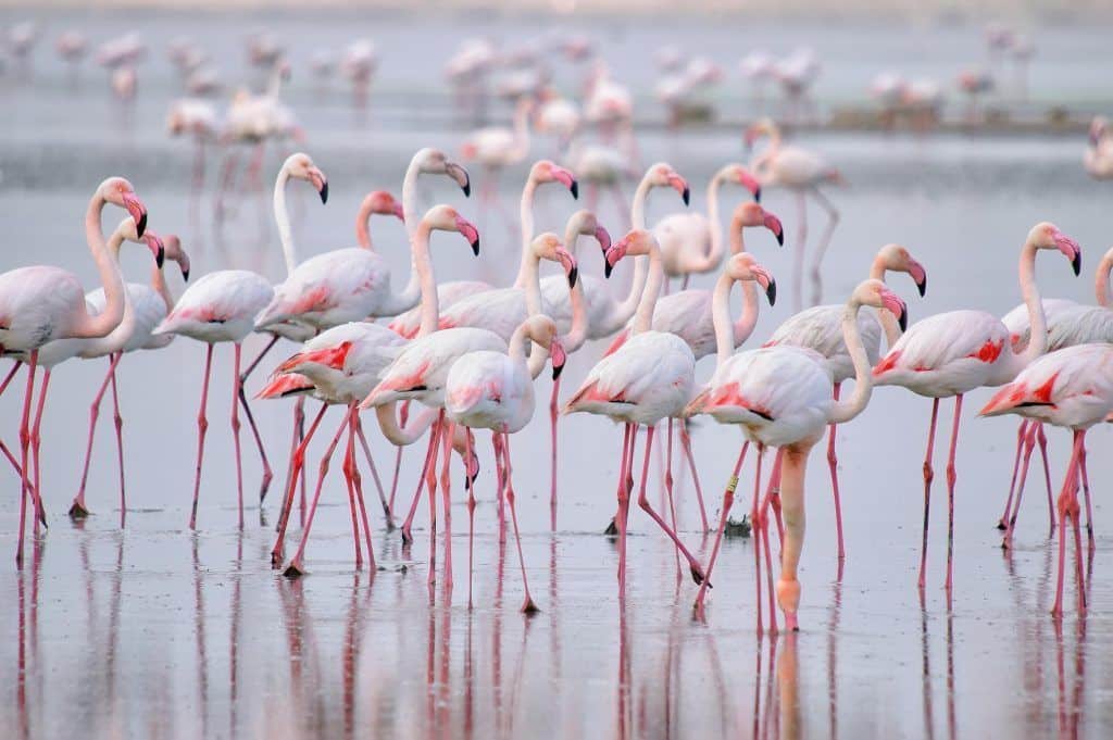 Rosa flamingos in der lagune von torrevieja