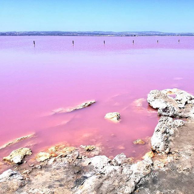 Die Rosa Lagune Von Torrevieja Wird Sie Begeistern Imagen agua rosa torrevieja