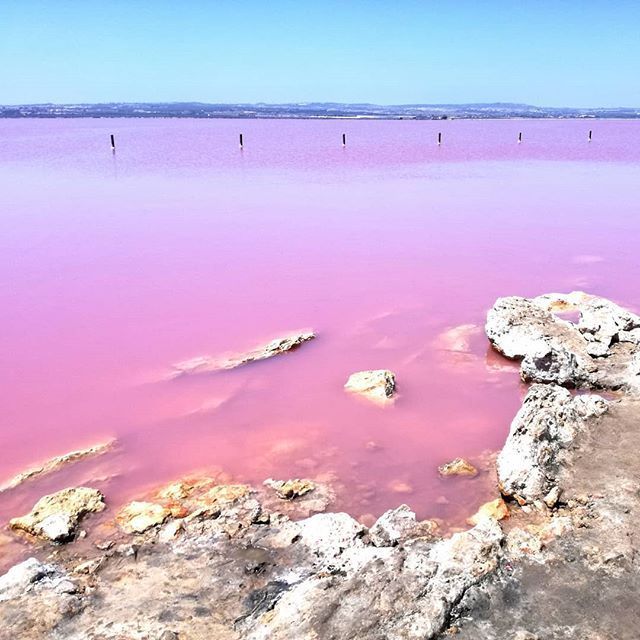 Imagen agua rosa torrevieja