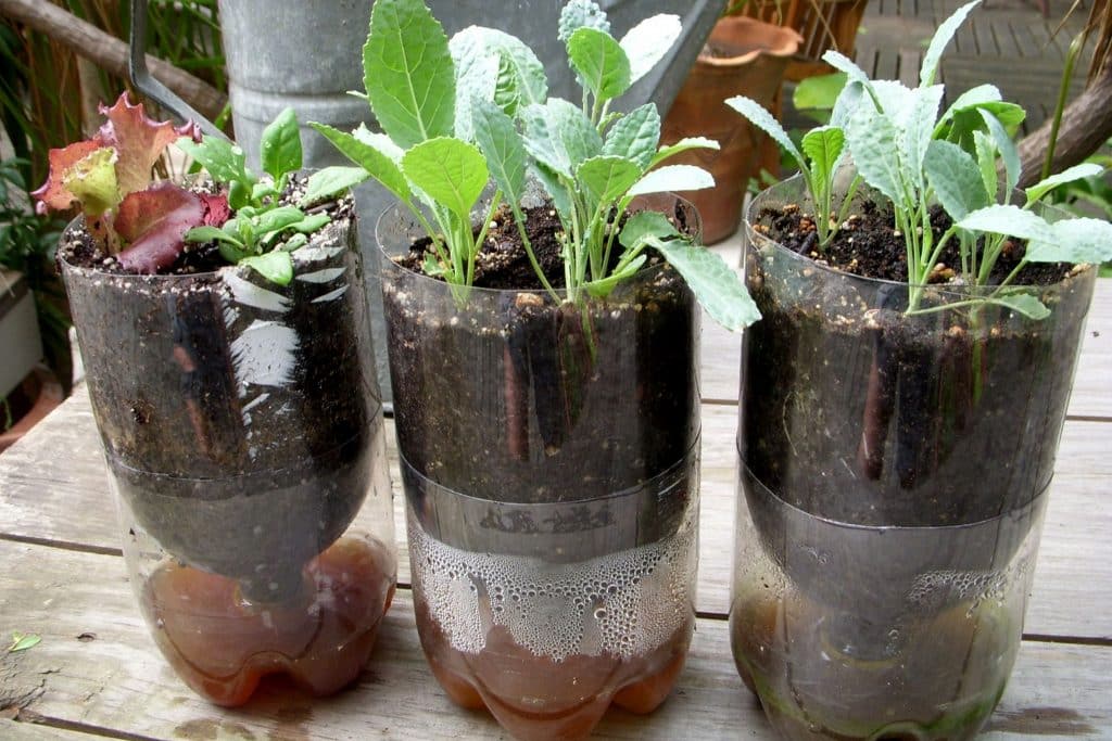 Zelfgemaakte zelfwaterende plantenbak met flessen