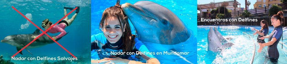 Nadar con delfines en españa