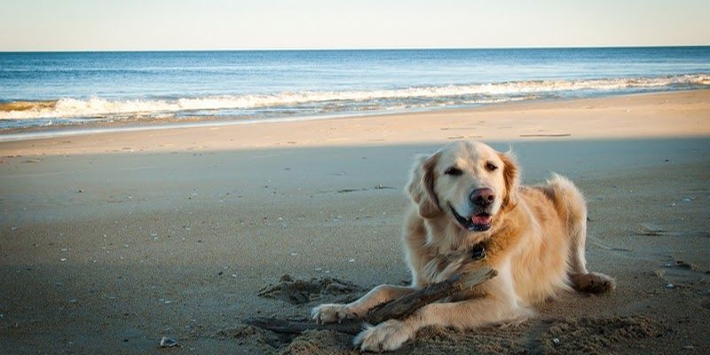 Hondvriendelijke stranden in alicante