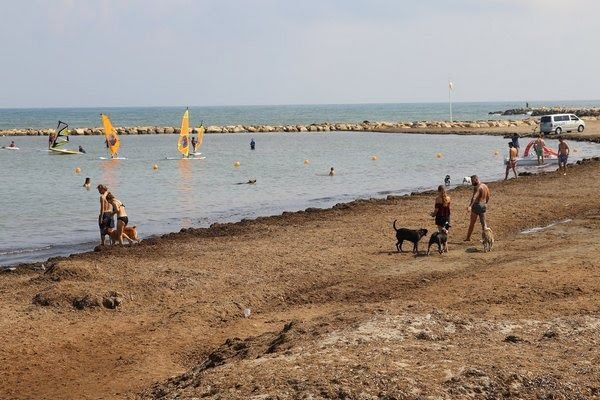 Het strand escollera norte in dénia laat honden toe