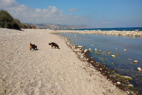 Dog friendly beach in el campello, punta del riu