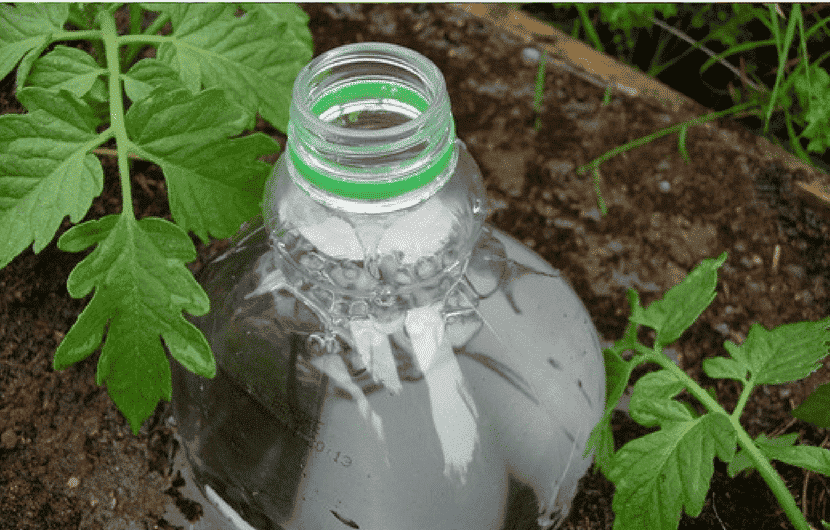 Vergrabene flasche, ein trick zur befeuchtung von pflanzen im urlaub
