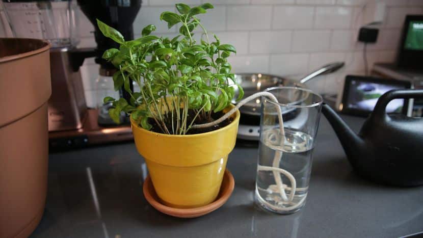 Cómo Regar Las Plantas En Vacaciones Sistema artesanal riego por cordón