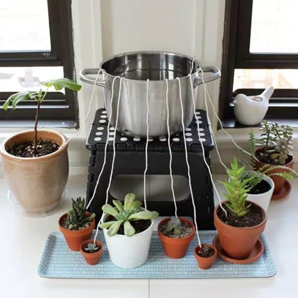 Cómo Regar Las Plantas En Vacaciones Riego por goteo con hilo de algodón cuando sales de vacaciones