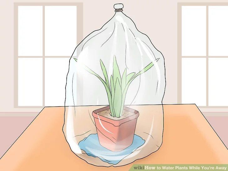 Comment Arroser Les Plantes En Vacances Système de serre maison pour l'arrosage des plantes en vacances