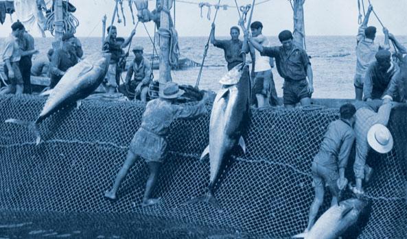 Pescadores de benidorm con el sistema de la almadraba